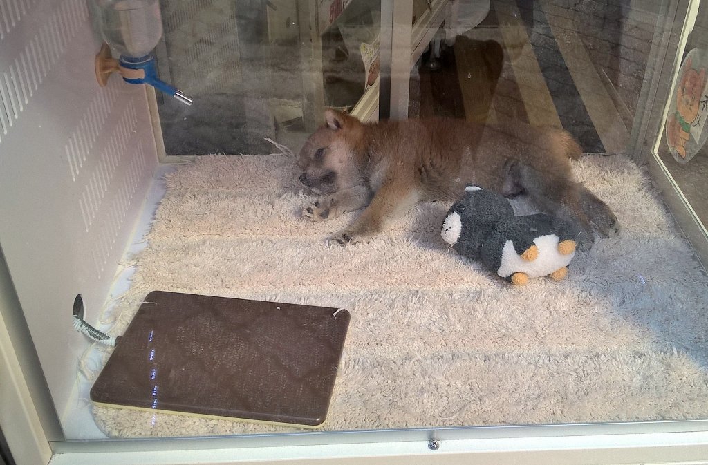 Adélaïde Yu tweet media