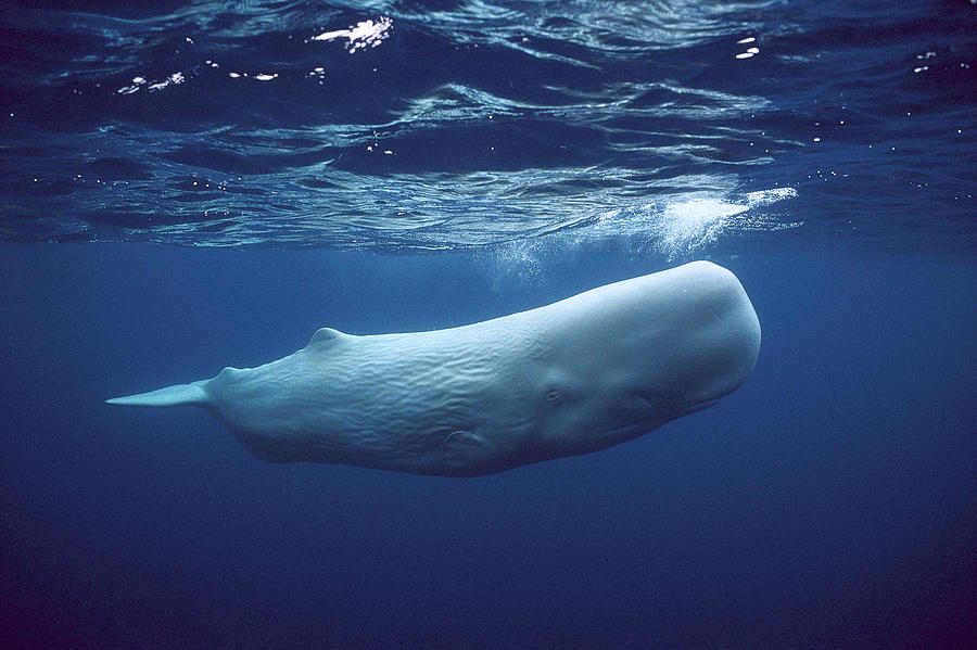 CalpirgUCLA's tweet photo. In 2008, a sperm #whale beached in #Florida died due to more than 22kg of #plastic in his stomach. #BANTHEBAG https://t.co/q5sWD1C4e6