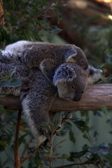 powerofhug's tweet photo. @KRYSTEL002 Everybody needs a hug :D https://t.co/Du5tDpbfjY