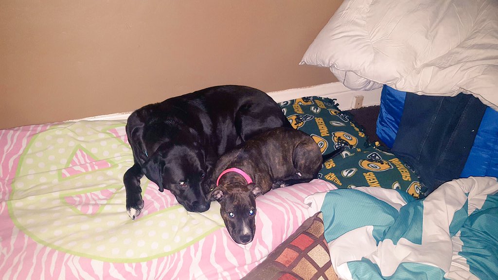 JessicaShippy's tweet photo. First night in the new house and they already love each other. 😊❤️ https://t.co/IBh2YZ2Etk