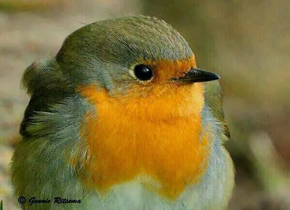 Goede  Morgen 
  
Enjoy !!!
