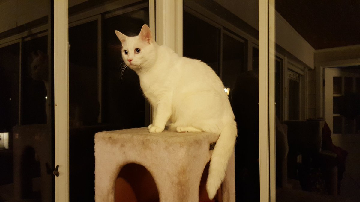 FeistySirLance's tweet image. My brother Stewie started me! #PuffyTail #CatProblems