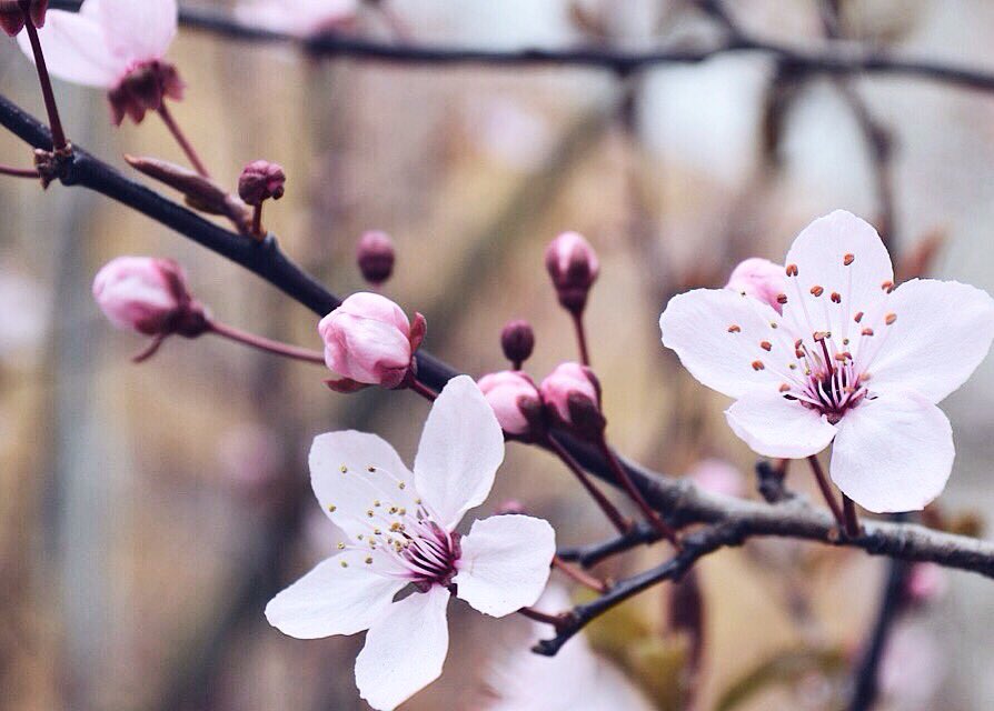 BkConfetti's tweet photo. Je vous souhaite un bon début de semaine avec les couleurs des prémices du printemps 🌸
#flow29jours https://t.co/9Q7YDOzsFF
