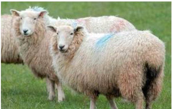 Smallholders World tweet media