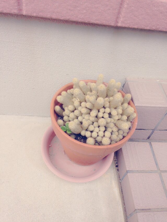 DekiIIer's tweet photo. ※集合体 閲覧注意

私の家の玄関に何年も前から置いてあるサボテン気持ち悪いいい鳥肌ああ https://t.co/uISqSODMfL