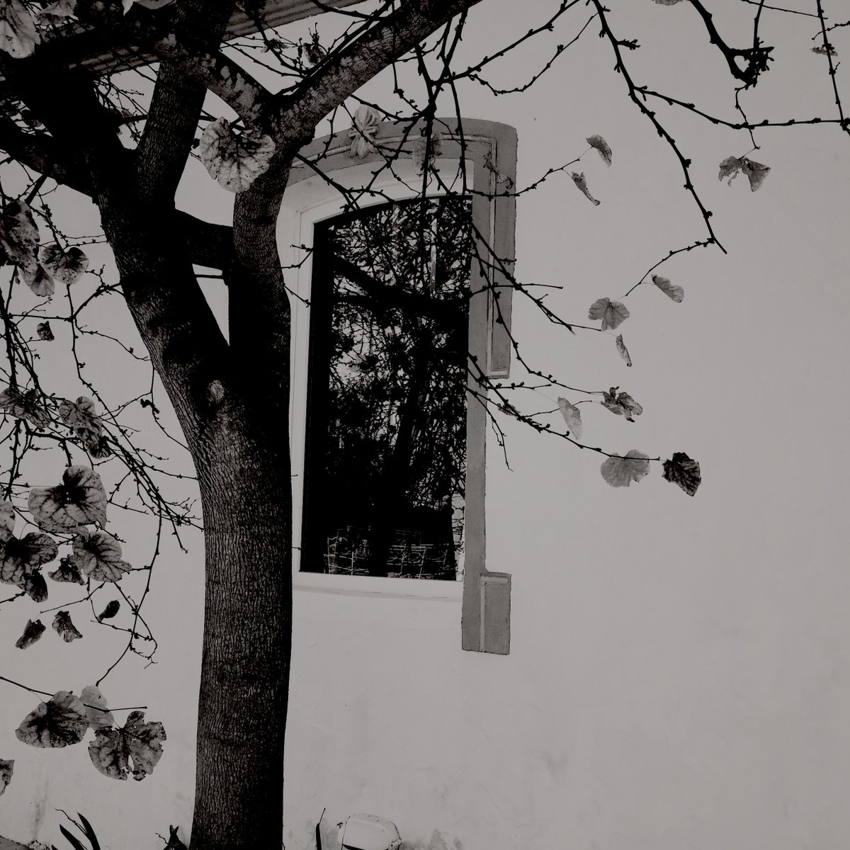 Manuela M. Monteiro tweet media