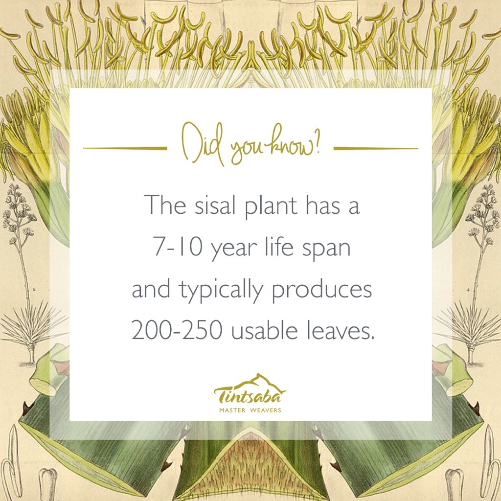 TintsabaCraft's tweet image. Sisal is often mass produced, but here in Swaziland it is a weed and can be found everywhere.