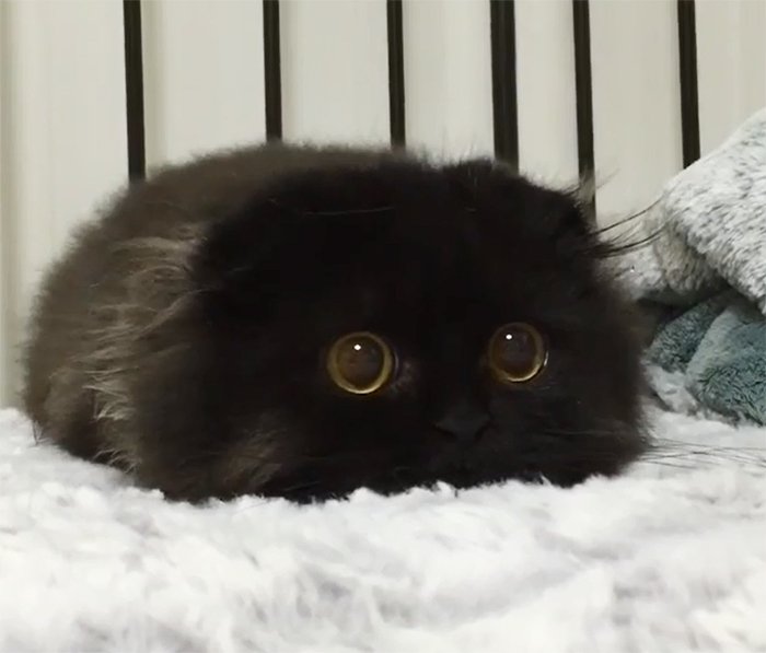 Love__Matters's tweet photo. Meet Gimo, The Cat With The Biggest Eyes Ever https://t.co/yA2GxIcPWC https://t.co/3V9JXqLWpk