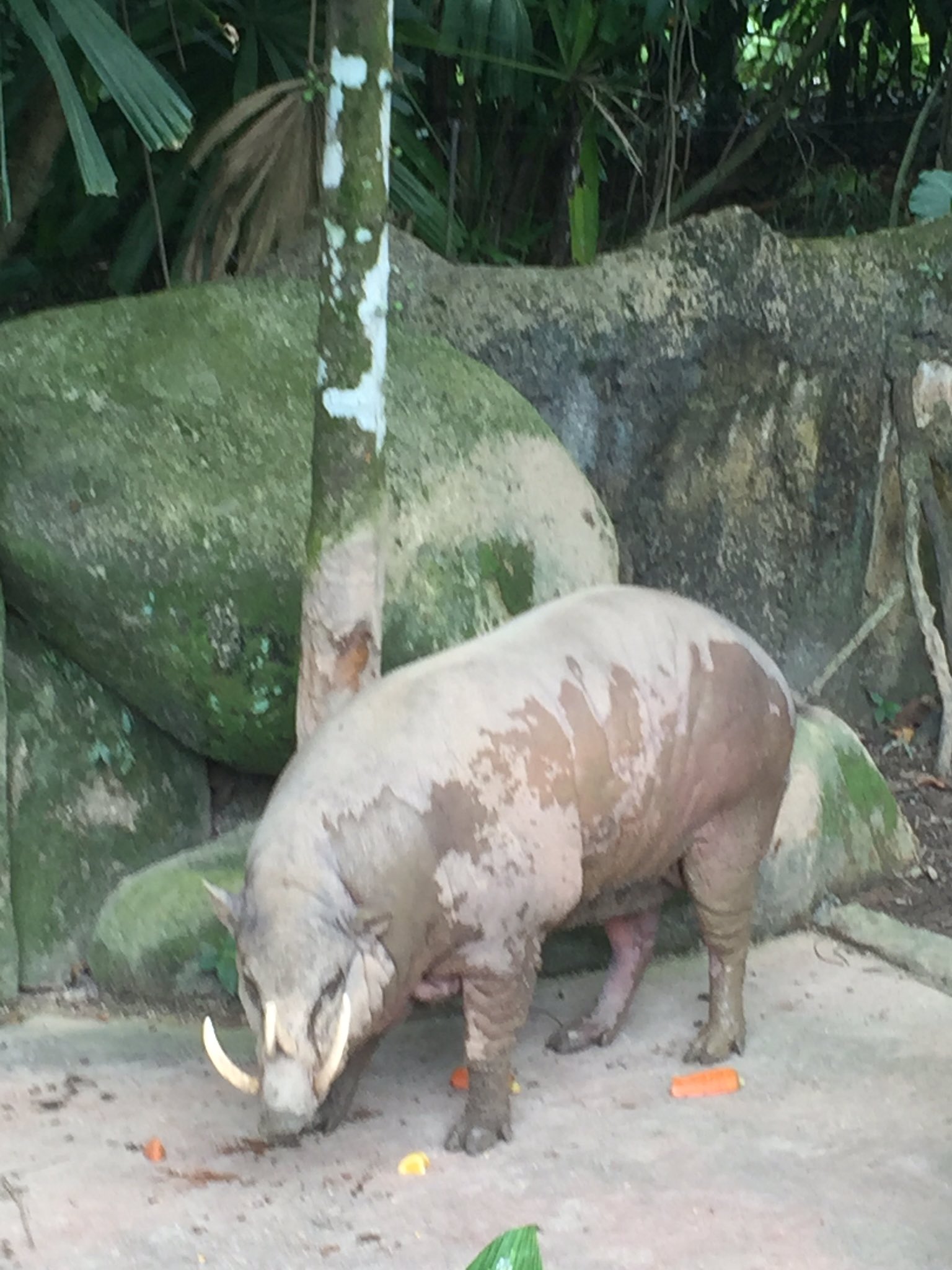 熊谷 真士 この可愛らしいイノシシみたいな動物は 飼育員さんが物凄い種類の野菜をばら撒いたところ ニンジンを残して他の野菜を一気に食べました ニンジンには全く手をつけません 友達になれる気がしたのであとでfacebook申請予定です T Co