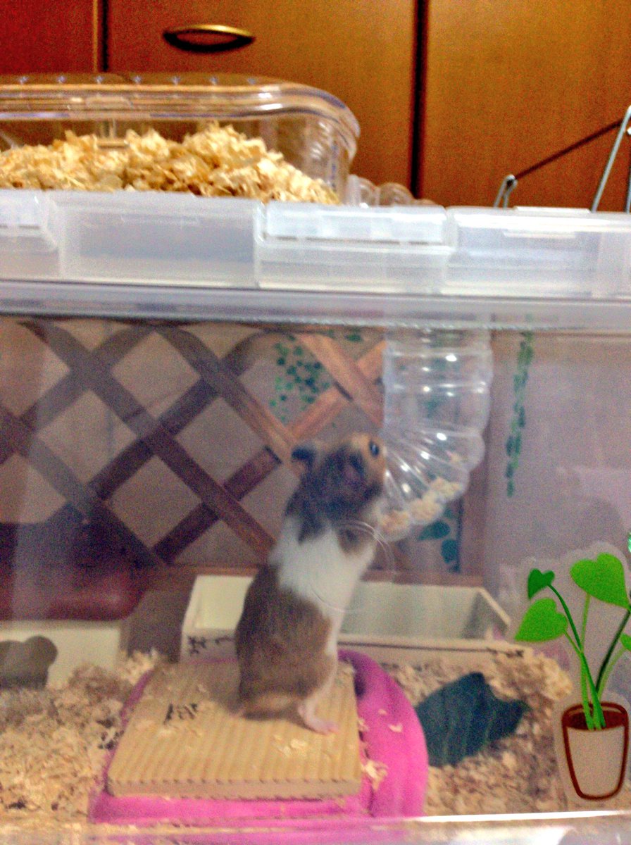 ゆまっくま モルモット ハムスター もふ小屋第3弾 もう変えないよ ごめんね がじがじするから 悩んで悩んで 手作り衣装ケースに変えた 更に お気に入りだったスカイも取り付けたよ これで安定だぁー ゴールデンハムスター 衣装ケース