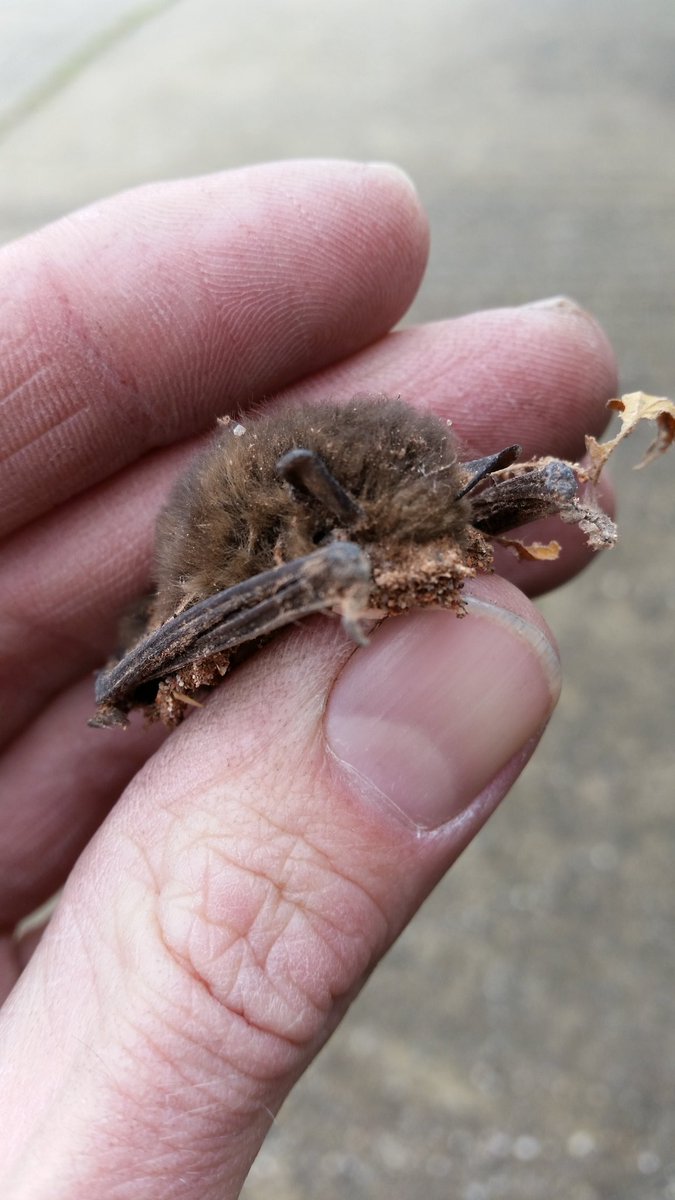 BoumanHerman's tweet photo. Deze gewone dwerg#vleermuis telde niet meer mee voor de #wintertelling van een steenfabriek https://t.co/STYcmjQt6C