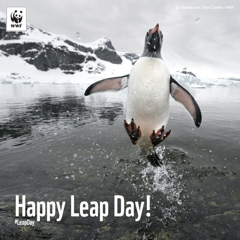 WWF's tweet photo. Happy #LeapDay! What will you be doing with your extra 24 hours? https://t.co/Uzv2RfQLwf