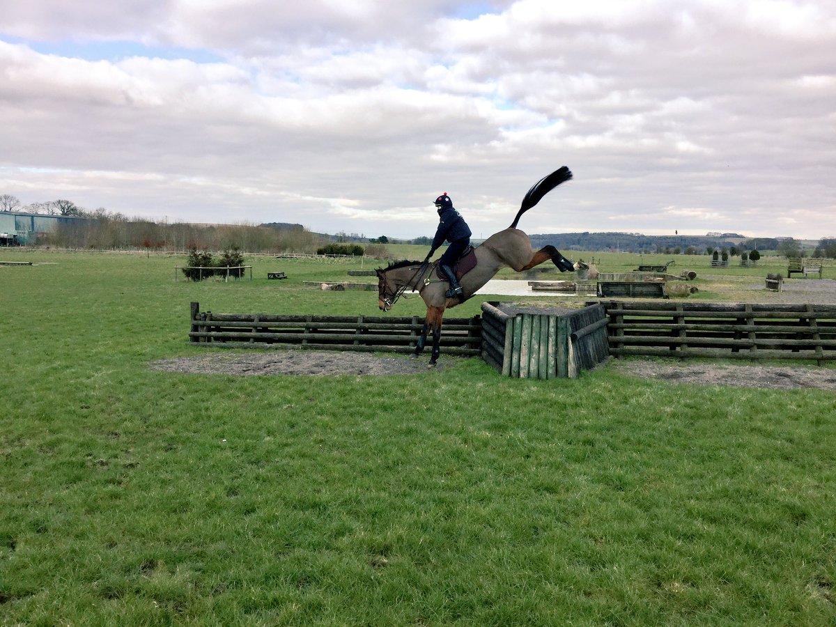 chiefchemopony's tweet photo. This mare doesn't need wings, her tail seems to do that job pretty well... πππ΄ #supermave first time on grass! https://t.co/201PSCnb68