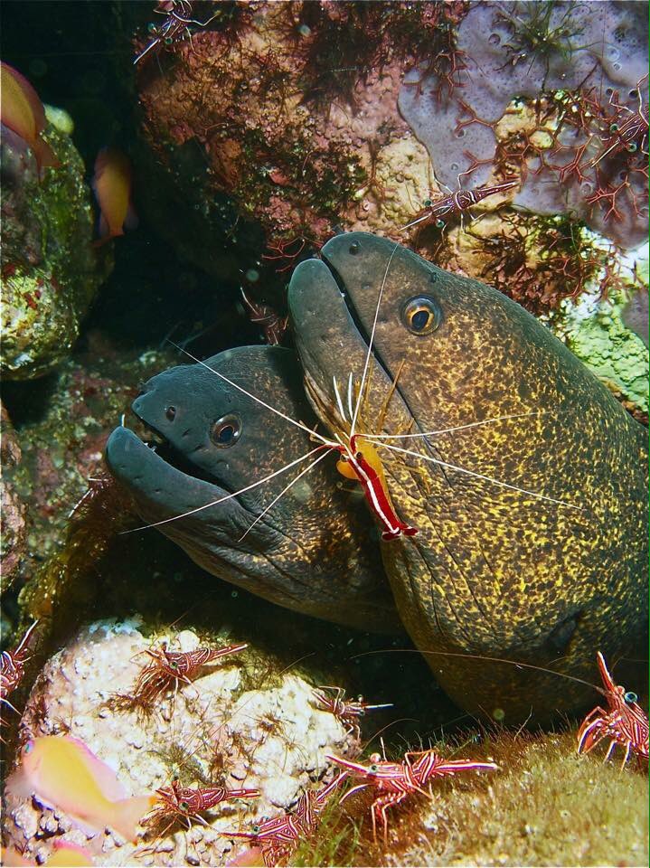 PLOUF Diving - Bali tweet media