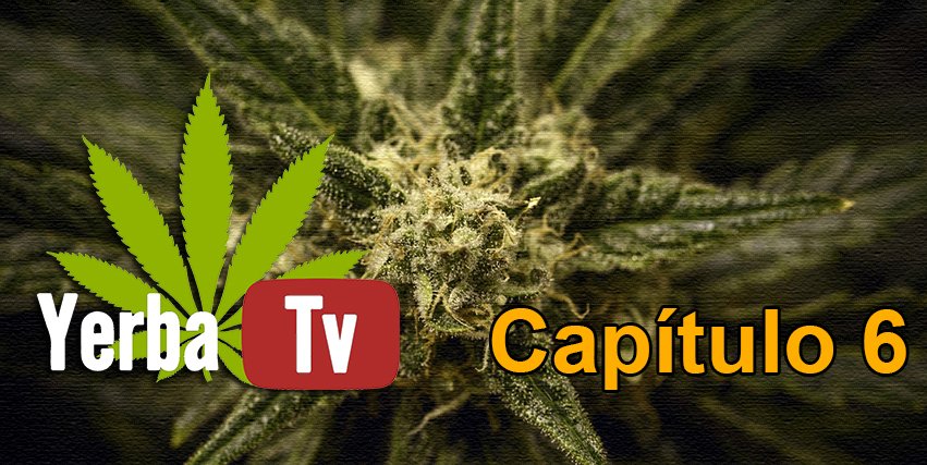 MasterSeedsCup's tweet photo. #YerbaTV6 @MasterSeedsCup @Apez140 José M. Díaz García, Germán González #Cultivo #Cannabis
https://t.co/70P7boiDxX https://t.co/qX9Hy5C3xz