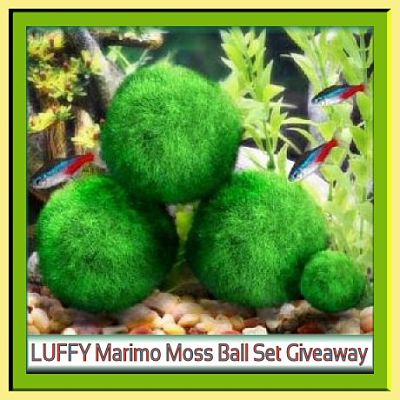 shermie40's tweet photo. 3 WINNERS - Try Your Luck! #Enter #WIN these symbols of Good Luck! #LUFFY #Marimo #Giveaway https://t.co/DhsVxlzmaK https://t.co/z5Fv61efpp