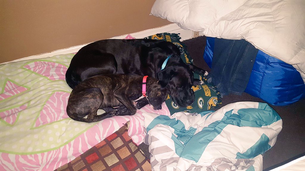 JessicaShippy's tweet photo. I'm obsessed with my dogs! 😊😍😍 https://t.co/TcClz3mhYL