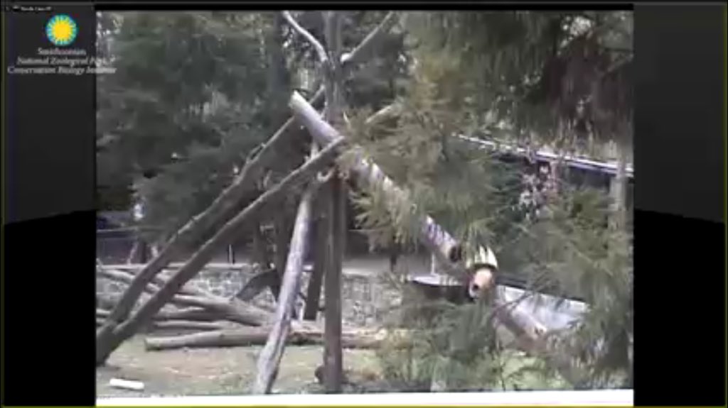pinkypanda0823's tweet photo. Nice dismount, Di Di-- well, until the end. #justkeepsliding @houseofcubs https://t.co/ZkF8X3PAZZ