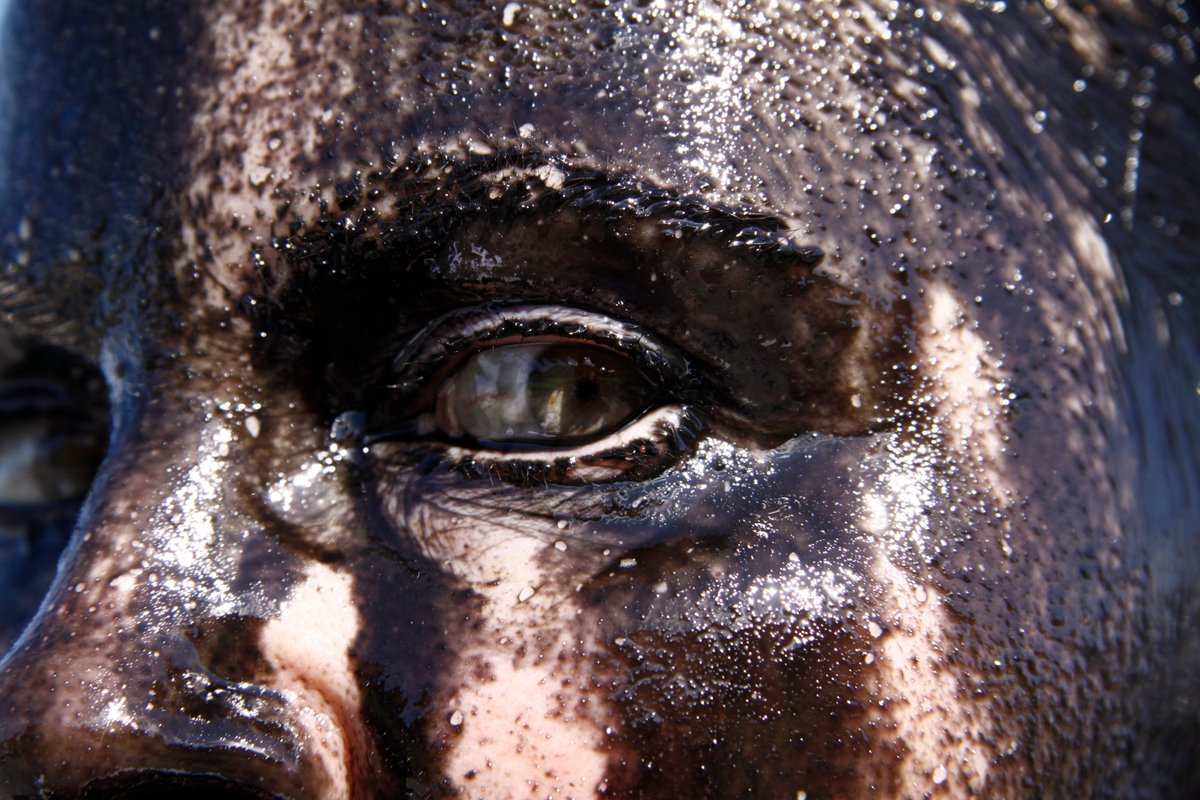 "Norwegian liquid" by Rita Marhaug kunstguide.no/verker/norwegi… #contemporaryart #artphotography #performance #artguide