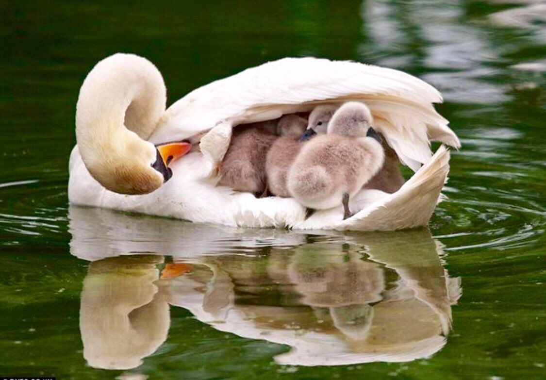 joybellabella's tweet photo. Surround yourself with #love. Protect your heart with #peace. Live your life in #light.💫🌟💫 https://t.co/irafW4YwIF