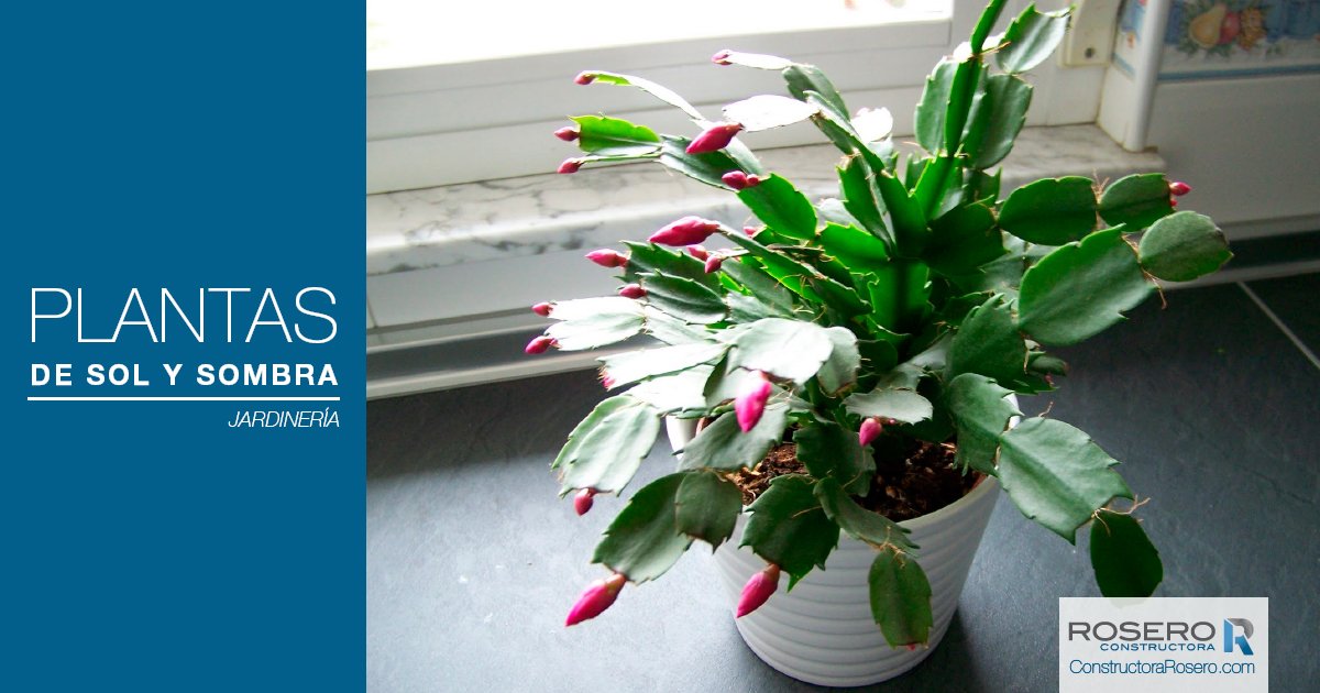 Muchas especies necesitan una dosis de "sol"para su correcto crecimiento y para sus "nutrientes <a href="/constru_rosero/">Rosero Construye</a>