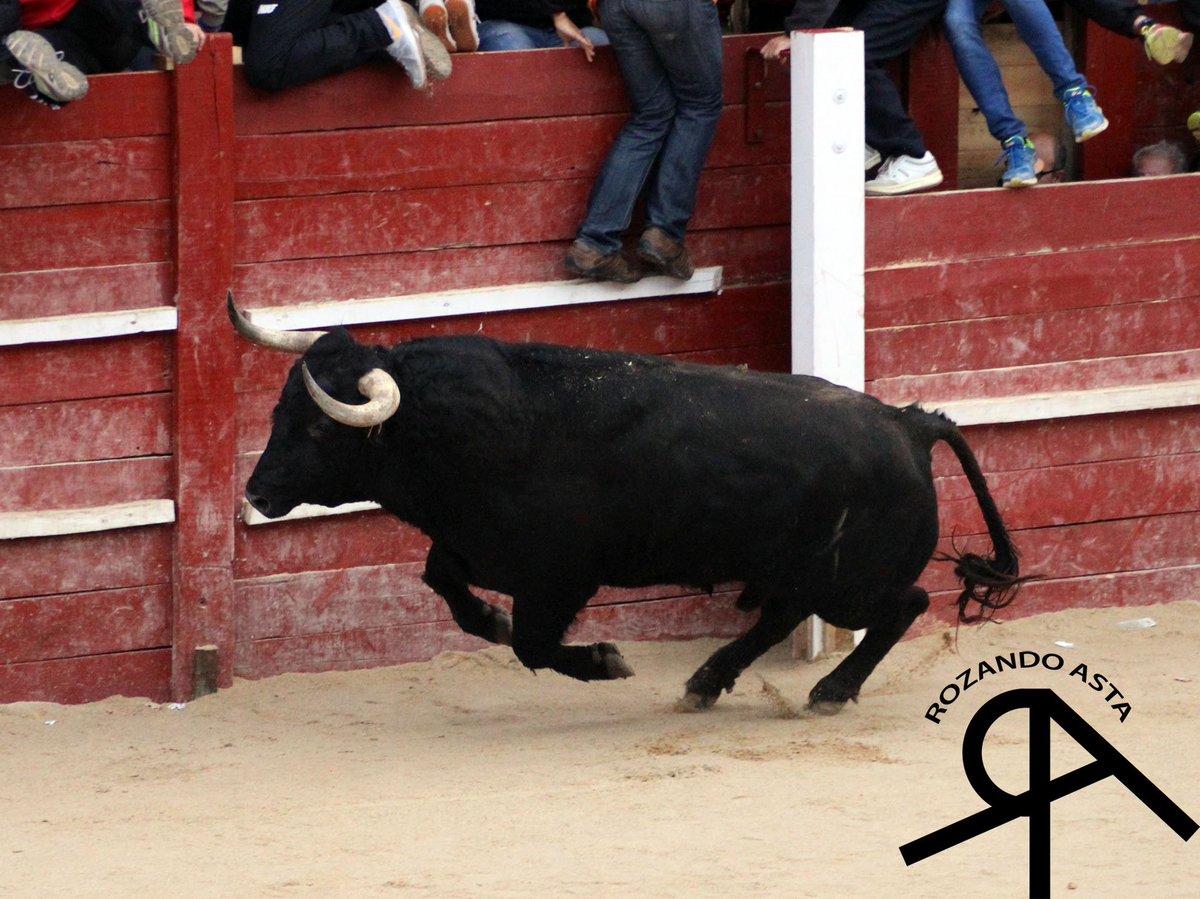 Rozandoasta's tweet photo. Fotografías día 9 de Febrero con el toro del aguardiente en Ciudad Rodrigo (SA).
https://t.co/S113hhIclE https://t.co/nYtxciAPVs