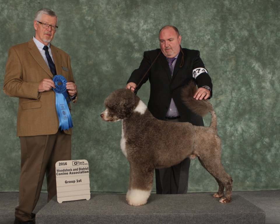 BelouroRegdPWDs's tweet photo. #RAFIthePWD GRP 1! Woodstock Dr Michael Woods #DogShow #Portuguesewaterdogs #WincOnLine @CanDogFancier Purebred_Dogs https://t.co/KPdPWZKkx5