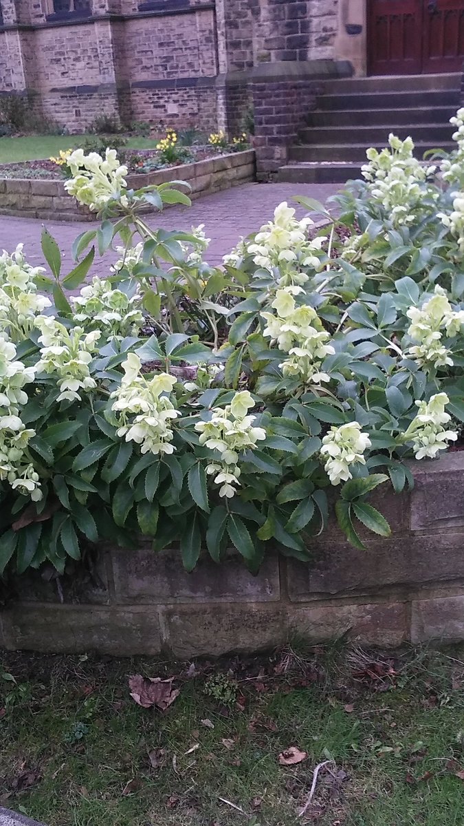LielLandscape's tweet photo. Beautiful shrubs at st andrews church 😀 https://t.co/eXmPi14Q2S