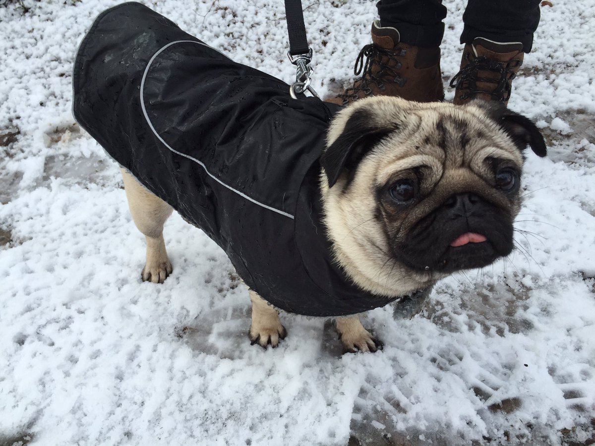 Roo the Pug tweet media