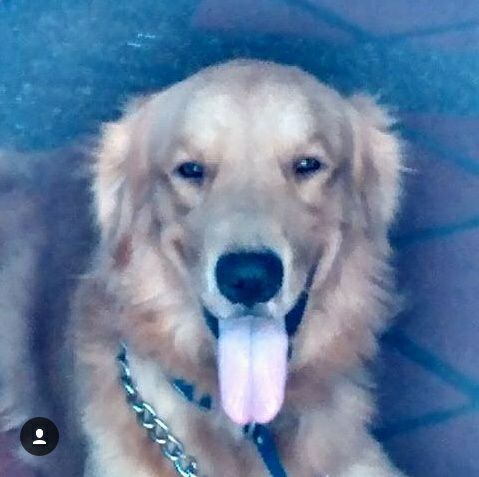 Joamy_R's tweet photo. El es Eros,desaparecido 26F perro de rescate Bomberos de lecherias entre playa cangrejo y la virgen @javierelbasset https://t.co/yRJhgAJqCK
