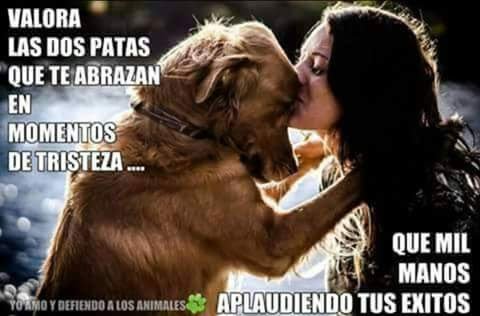 PerroUsuario tweet picture