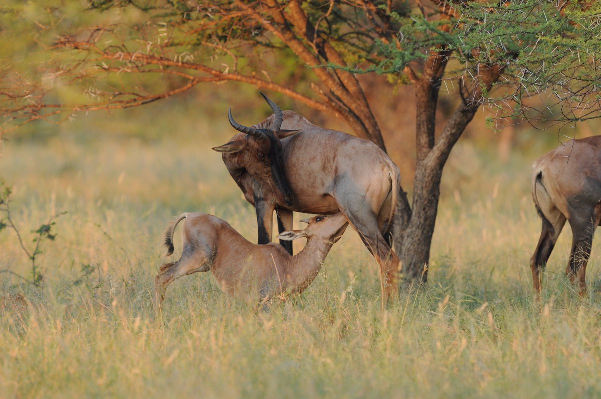 LodgeMurchison's tweet photo. Baby Tsessebe feeding. https://t.co/txtqD3ENHT