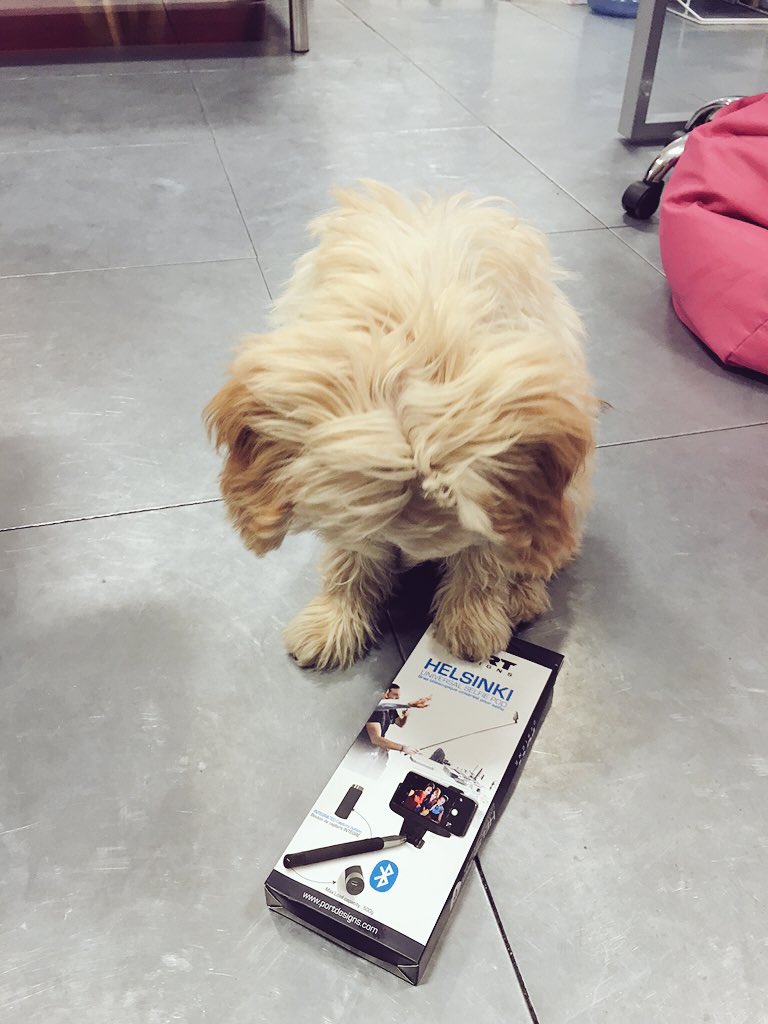 C_Leaver's tweet photo. Oh my, thanks for our present @PORTDesignsUK #NoodleTheDoodle is loving it (box went down well too) @HeyFromAD https://t.co/ZQytoacGnf