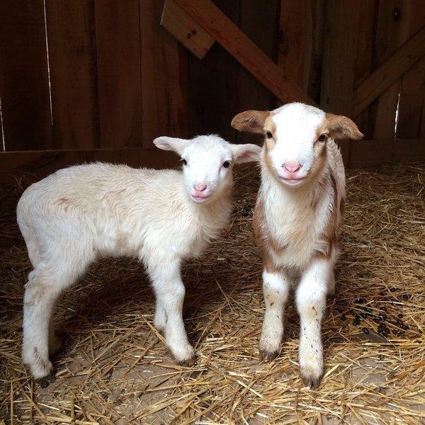 SundressPub's tweet photo. Want to come spend a week with these little guys? Apply today for a SAFTA summer residency! https://t.co/qpYz4Njb8D https://t.co/kTnrKo2GtX