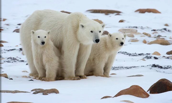 MaryanPM's tweet photo. @chriswilson_3 @orca_waves @YESFUCKYOUTOO @calfune @judysale23 @tonight1103 @ARCrusade @Whatsaysjen Hi! #BearMonday๐ https://t.co/jfYh5XgIkq