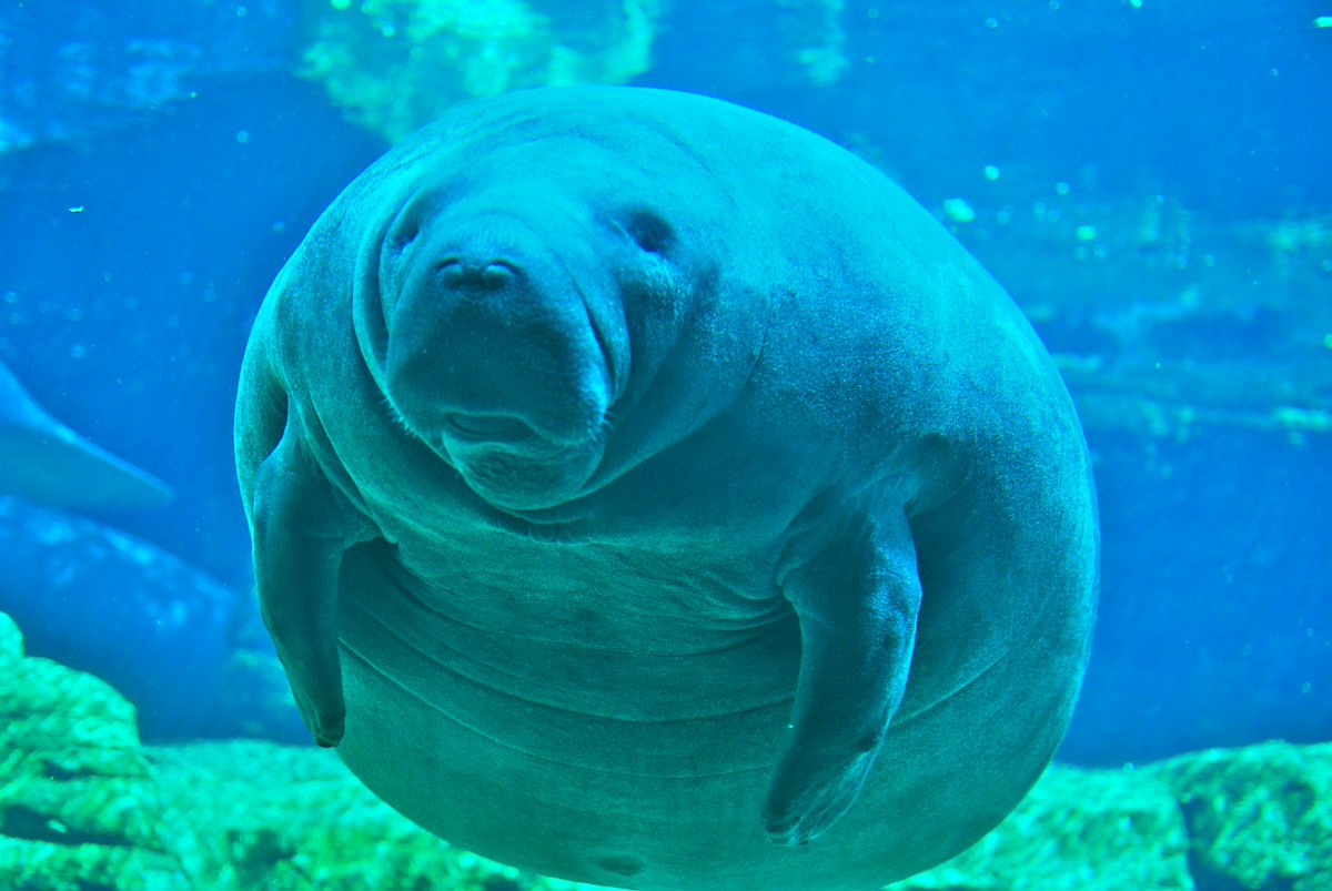 raulscience's tweet photo. https://t.co/ql4uNtZsT1 Lovely manatees are being killed because of boat accidents #TrollingBio https://t.co/gPFbVq7seT