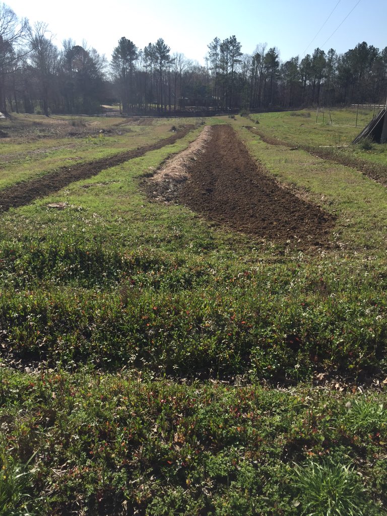 amorphousgarden's tweet photo. Potatoes potatoes potatoes #leapday https://t.co/vu1f2FO2Ci