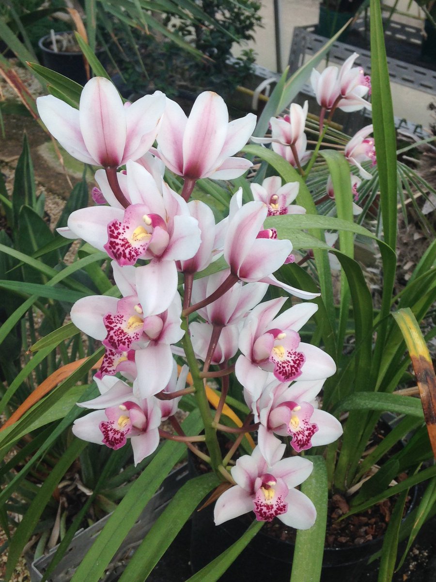 Alexpeterpowell's tweet photo. Walking around @RNGherb glasshouses @BotanyRNG @JahSkipper @ep_fernandez @Di_264 #MScPltDiv #BotanicMonday https://t.co/sulrUJHp68