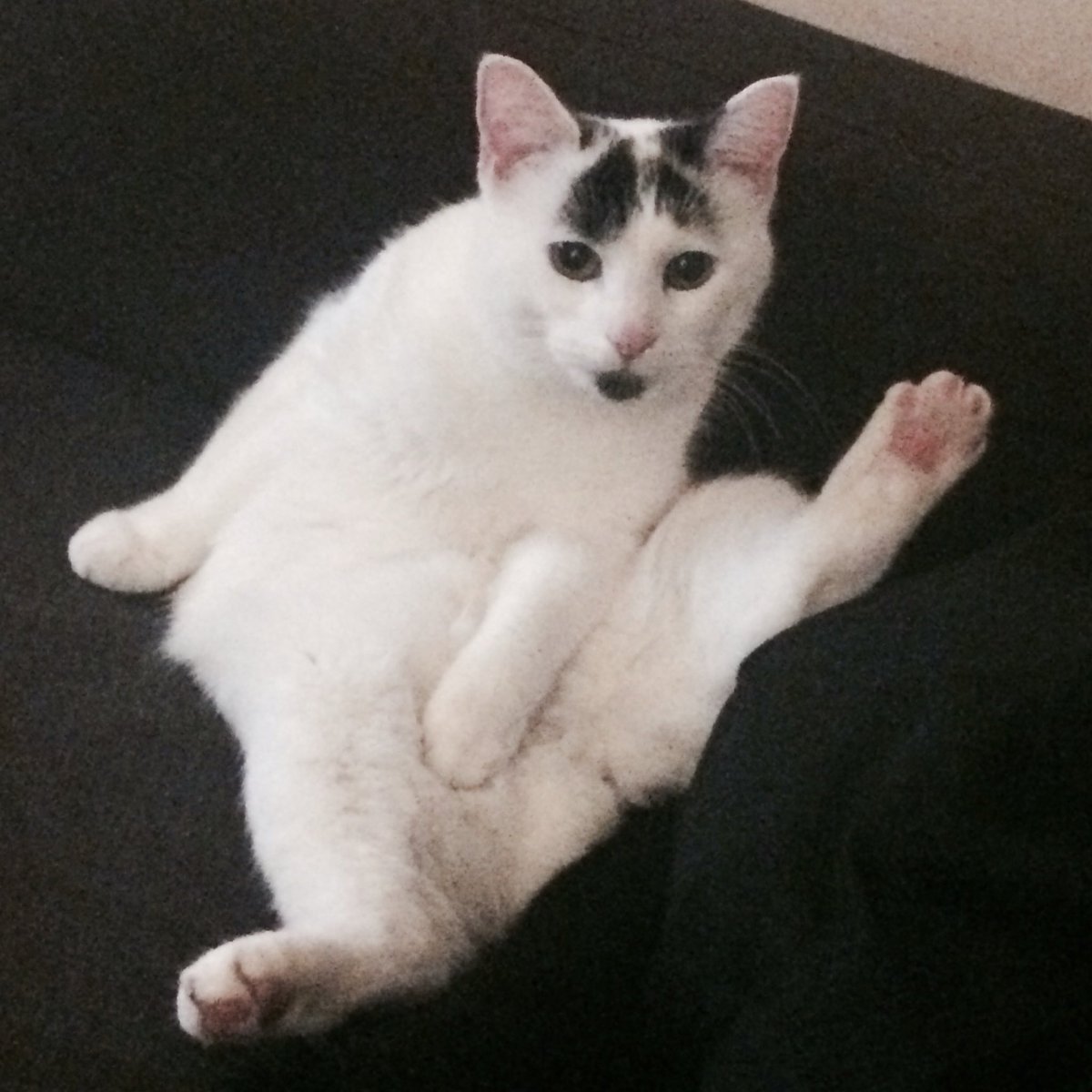 joelneill's tweet photo. Happy one year anniversary #BrodyHellcat.
Thanks for letting us live in your apartment. https://t.co/ncxKbOc9jx