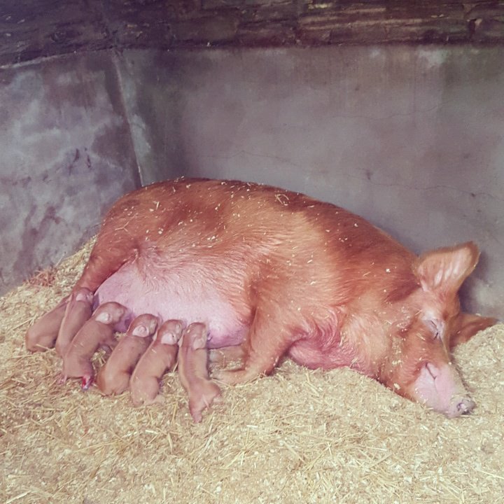 HeliganGardens's tweet photo. One of our Tamworth Sows has just given birth to six piglets with more to come soon. #livefromcornwall #heligan https://t.co/Z3GXhMV7n1