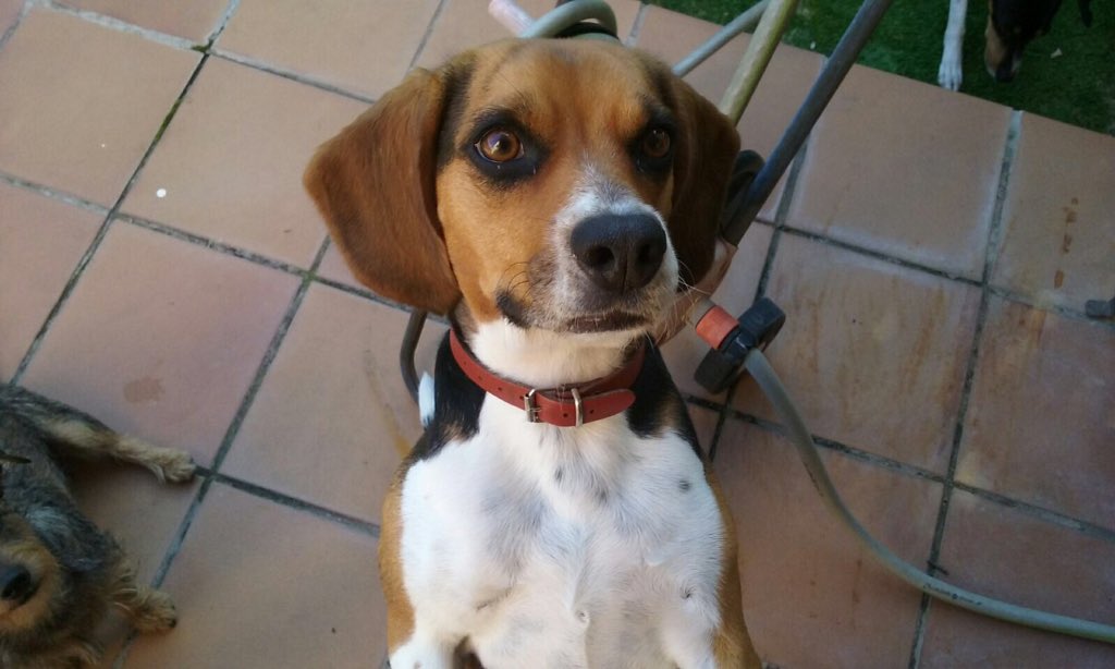 REFUGIOLACANDEL's tweet photo. #PERDIDA Sevilla,Umbrete,Zona Col. Ruperto Escobar. KELLY beagle con collar rojo, https://t.co/4h5QXvxOGr 617286115 https://t.co/hhIeyUwu8i