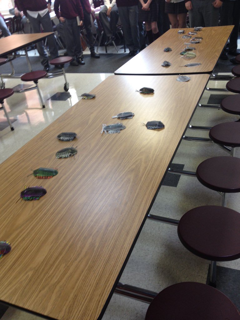 beckyjcarr's tweet photo. Natural selection deciding which trilobites survive! #TrilobiteSurvivor @rundleacademy @adams_kellie @ms_irick https://t.co/PtOCEyYKz8