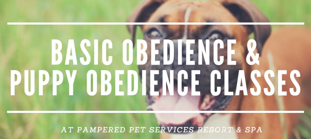 pampered pet services resort and spa