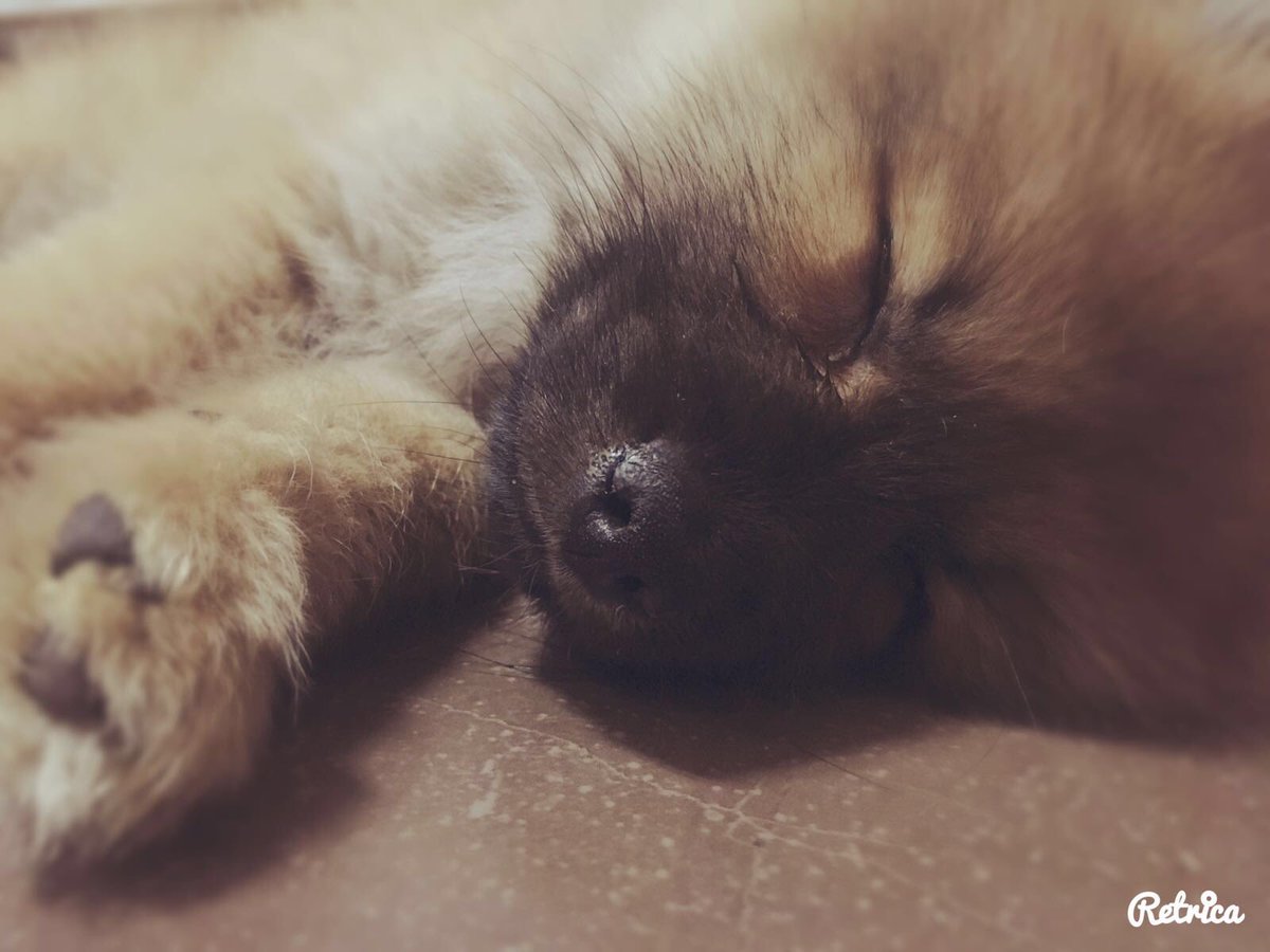 Xari82's tweet photo. Lunes de esos en los que estás hecho un.........🐶❤️ https://t.co/RGgCc83CJZ