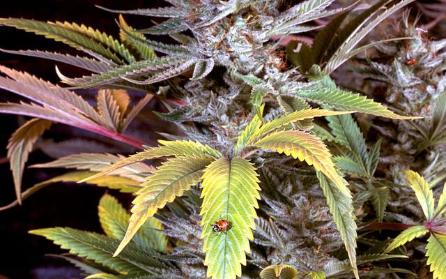 HIGH_TIMES_Mag's tweet photo. How to Tell a Sativa from an Indica Right Through the Bag. https://t.co/n01SVdhEuA https://t.co/OS6PqjrDH9