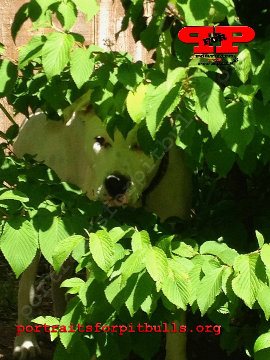 P_For_P's tweet image. Getting our #green ready for #March while we put together some #fundraising items. #dogart #DayItForward #donate