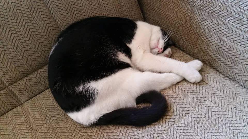 padrejdcontigo's tweet photo. @notamascota @mascotaspzo30 @PANACoroFalcon @MASCOTIKASMCBO @ReporteYa AUXILIO PARA NUESTRA MOTA...los gatos también https://t.co/VlRcnByweK
