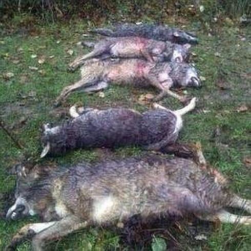 ConvenerNatureP's tweet image. If Europeans cannot live with a few #wolves...how can they ask Asians and Africans to protect #tigers and #lions ?