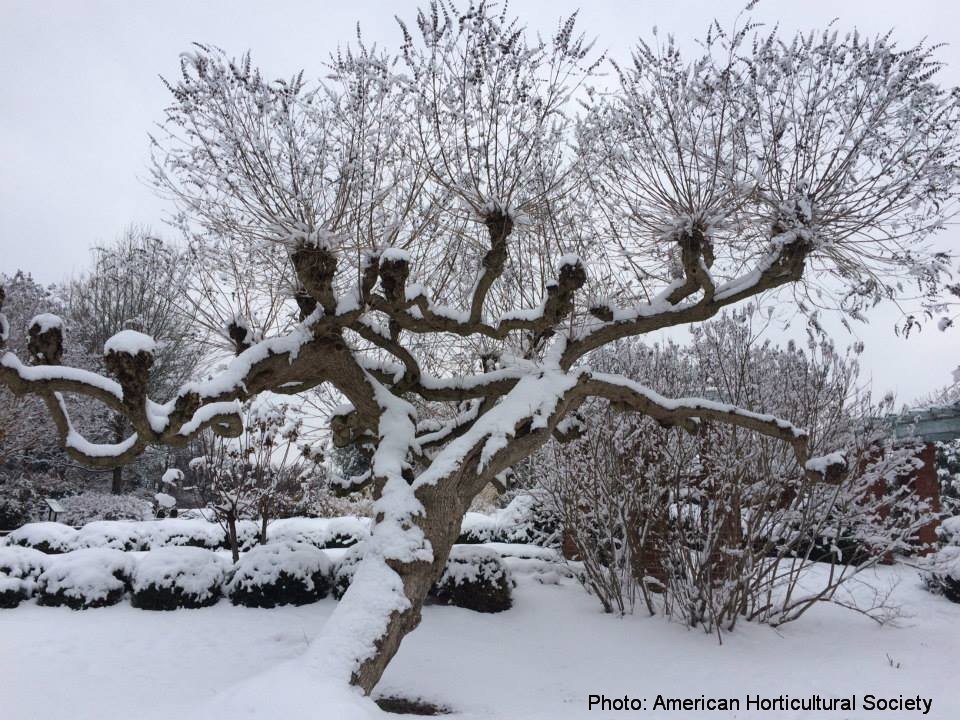 BobStewart723's tweet photo. #InterestingTrees Vitex agnus-castus (Chaste Tree) at American Horticultural Society. Pruned in the pollarding form. https://t.co/NU5mXCd0EX