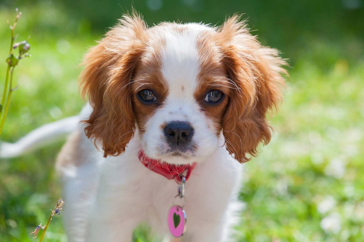 andrewrank2's tweet photo. Here's Molly our Cavalier who thinks she should have her own page. https://t.co/9LBkeOn2fC